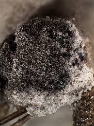 Attēlu rezultāti vaicājumam “Fuligo cinerea”