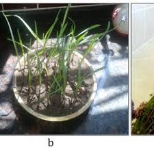 Attēlu rezultāti vaicājumam “Allium scorodoprasum fruit”