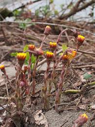 Attēlu rezultāti vaicājumam “Tussilago farfara flower”