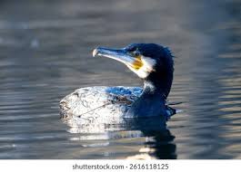 Image result for Phalacrocorax carbo