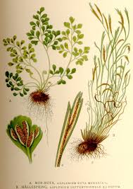 Attēlu rezultāti vaicājumam “Asplenium ruta-muraria”