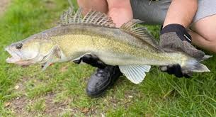 Image result for Sander lucioperca