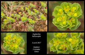 Attēlu rezultāti vaicājumam “Euphorbia helioscopia”