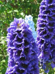 Attēlu rezultāti vaicājumam “Delphinium elatum  flower”