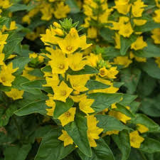 Attēlu rezultāti vaicājumam “Lysimachia punctata”