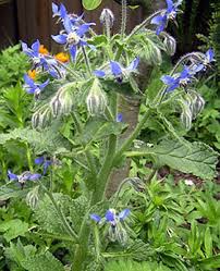 Image result for Borago officinalis