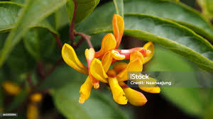 Attēlu rezultāti vaicājumam “Polygalaceae”