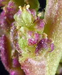 Attēlu rezultāti vaicājumam “Chenopodium rubrum leaf”