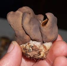 Attēlu rezultāti vaicājumam “Otidea bufonia”