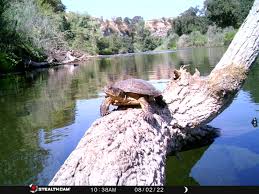 Attēlu rezultāti vaicājumam “Tortula lingulata macro”
