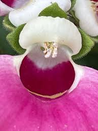 Image result for Calceolaria integrifolia