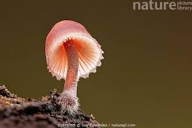 Attēlu rezultāti vaicājumam “Mycena haematopus”