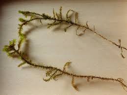 Attēlu rezultāti vaicājumam “Rhytidiadelphus”