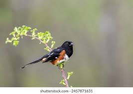 Image result for Pipilo erythrophthalmus