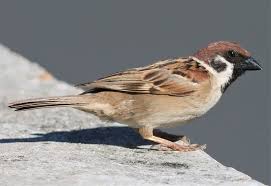 Image result for Passer montanus