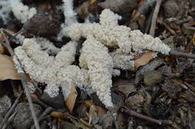 Attēlu rezultāti vaicājumam “Brefeldia maxima”