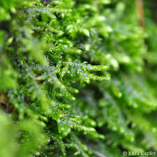 Attēlu rezultāti vaicājumam “Neckera complanata sporophyte”