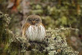 Attēlu rezultāti vaicājumam “Glaucidium passerinum”