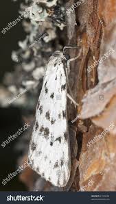 Attēlu rezultāti vaicājumam “Coscinia cribraria”