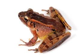 Attēlu rezultāti vaicājumam “Ranidae”