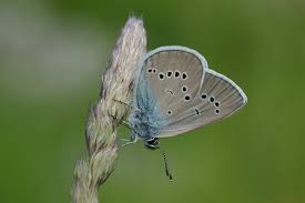Attēlu rezultāti vaicājumam “Cyaniris semiargus male”