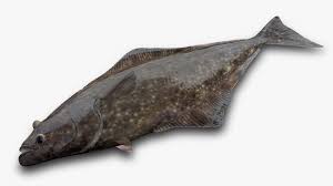 Image result for Hippoglossus hippoglossus