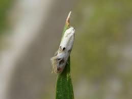 Attēlu rezultāti vaicājumam “Elachista maculicerusella”