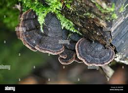 Attēlu rezultāti vaicājumam “Datronia mollis”