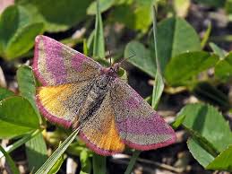 Attēlu rezultāti vaicājumam “Lythria cruentaria”