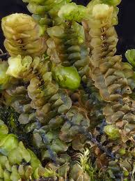 Attēlu rezultāti vaicājumam “Scapania apiculata”