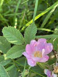Attēlu rezultāti vaicājumam “Rosa villosa”