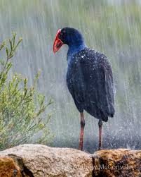 Attēlu rezultāti vaicājumam “Gruiformes”