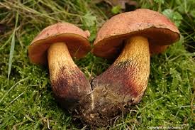 Attēlu rezultāti vaicājumam “Boletus luridus”