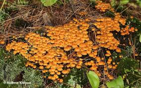 Attēlu rezultāti vaicājumam “Xeromphalina campanella”