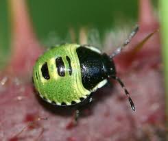 Attēlu rezultāti vaicājumam “Palomena prasina nymph”