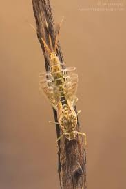 Attēlu rezultāti vaicājumam “Siphlonurus male”