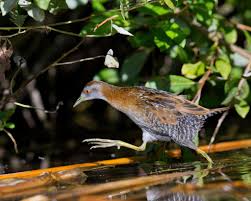 Image result for Porzana pusilla