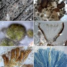 Attēlu rezultāti vaicājumam “Xylographa paralella”