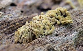 Attēlu rezultāti vaicājumam “Collaria arcyrionema stalked”