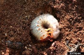 Attēlu rezultāti vaicājumam “Oryctes nasicornis larva”