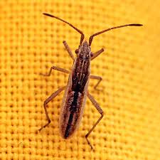 Attēlu rezultāti vaicājumam “Myrmus miriformis”