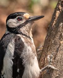 Attēlu rezultāti vaicājumam “Dendrocopos major”