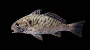 Image result for Micropogonias undulatus