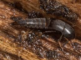 Attēlu rezultāti vaicājumam “Sepedophilus sp.”