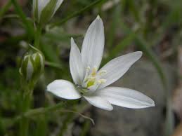 Attēlu rezultāti vaicājumam “Ornithogalum umbellatum”