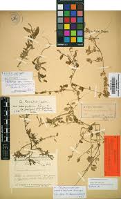 Attēlu rezultāti vaicājumam “Chenopodium acerifolium”