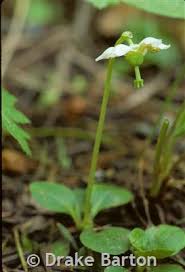 Attēlu rezultāti vaicājumam “Moneses uniflora fruit”