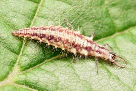 Attēlu rezultāti vaicājumam “Neuroptera”