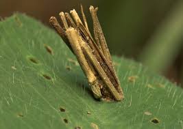 Attēlu rezultāti vaicājumam “Psyche casta larva”