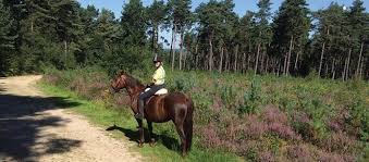Image result for Bookham Riding School